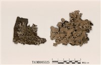 藏品(網梅衣)的圖片